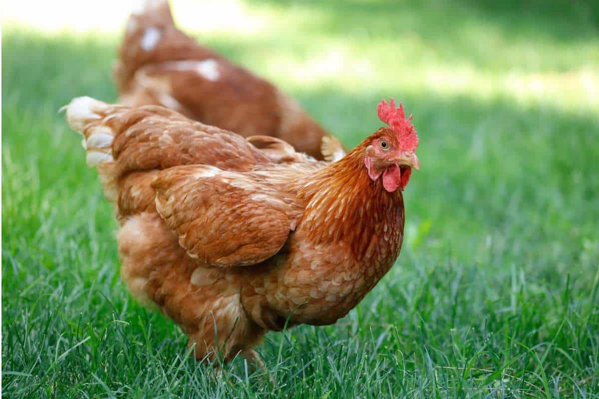 Free-range chickens